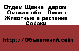 Отдам Щенка  даром  - Омская обл., Омск г. Животные и растения » Собаки   